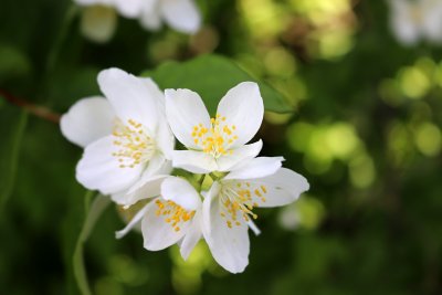 Philadelphus coronarius - pustoryl věncový - květ (91)